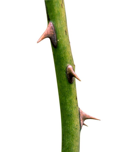 istock rose Thorns in a white background 188103007