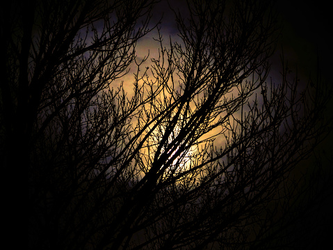 Trees in the Moonlight