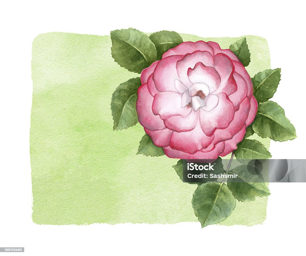 Aquarell illustration von dog rose Blume - Lizenzfrei Alt Stock-Illustration