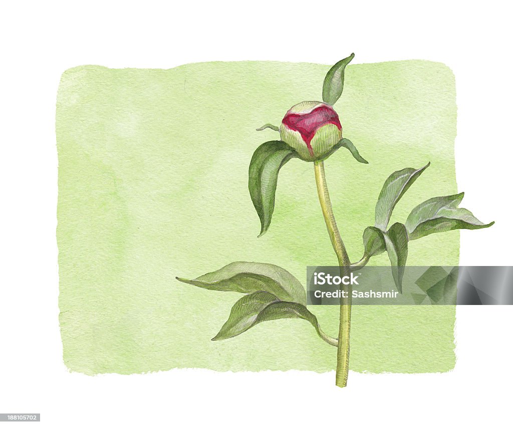 Wodne Piwonia kwiat - Zbiór ilustracji royalty-free (Akwarela)