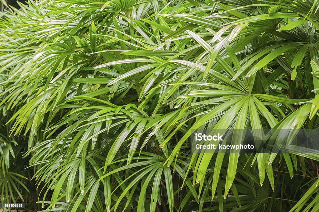 Rhapis excelsa bush Branch - Plant Part Stock Photo