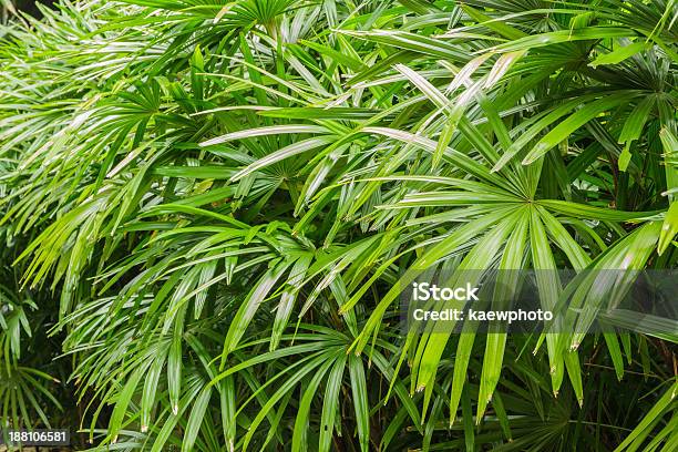 Rhapis Excelsa Bush Stock Photo - Download Image Now - Branch - Plant Part, Bright, Brightly Lit