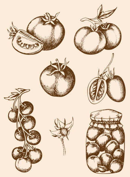 illustrazioni stock, clip art, cartoni animati e icone di tendenza di pomodori vintage - plum tomato immagine