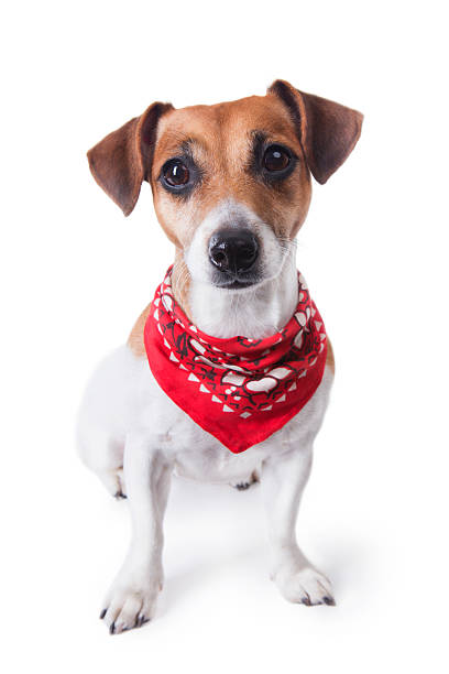 Cute dog in red bandana Small pet sitting and looking to the camera. White background. studio shot bandana photos stock pictures, royalty-free photos & images