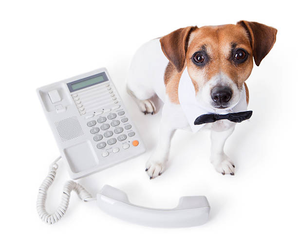 istock white collar near office phone. call center 188108902