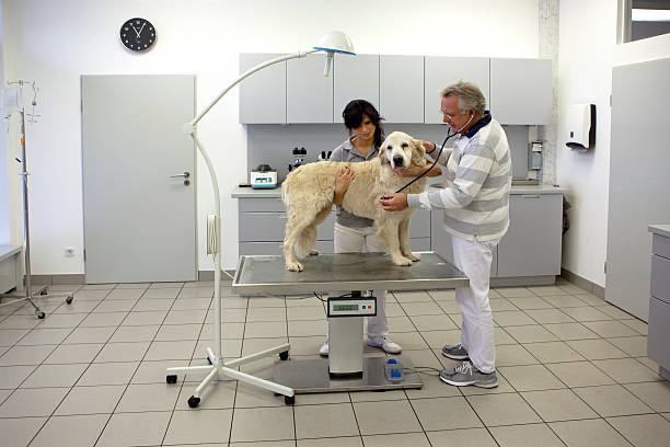 istock Veterinarian with Golden Retriever 188109318