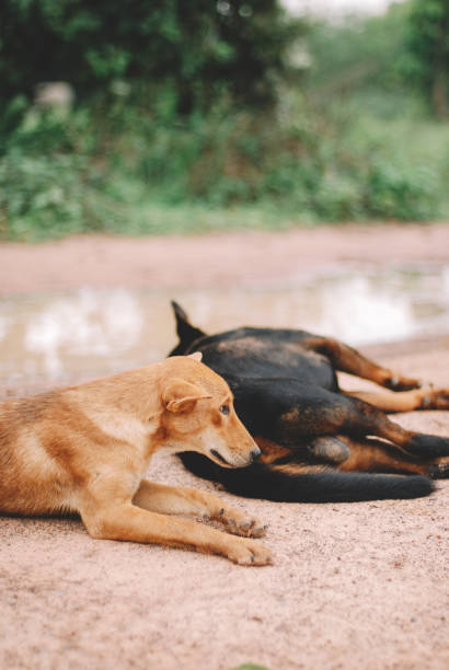 istock black dog and brown dog 1881099073