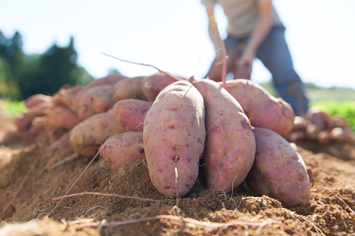 man harvesting sweet potatoes