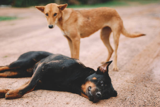 istock black dog and brown dog 1881100018