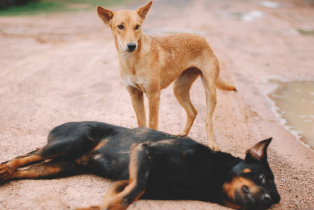 istock black dog and brown dog 1881100019