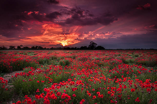 istock Dark skies and poppy fields 188112132