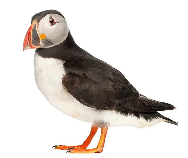 Photo of Atlantic Puffin Fratercula arctica isolated on white