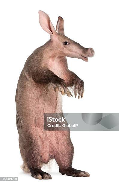 Aardvark Orycteropus 16 Years Old Standing Stock Photo - Download Image Now - Aardvark, White Background, Animal