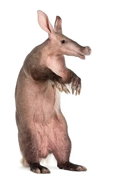 Aardvark, Orycteropus, 16 years old, standing in front of white background