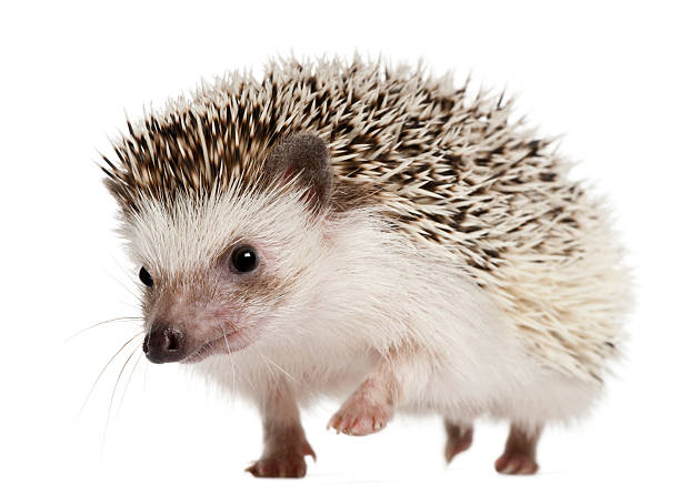 Walking Four-toed Hedgehog, Atelerix albiventris, 2 years old Four-toed Hedgehog, Atelerix albiventris, 2 years old, walking in front of white background hedgehog stock pictures, royalty-free photos & images