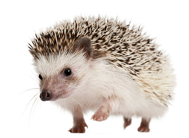 Walking Four-toed Hedgehog, Atelerix albiventris, 2 years old Four-toed Hedgehog, Atelerix albiventris, 2 years old, walking in front of white background european hedgehog stock pictures, royalty-free photos & images