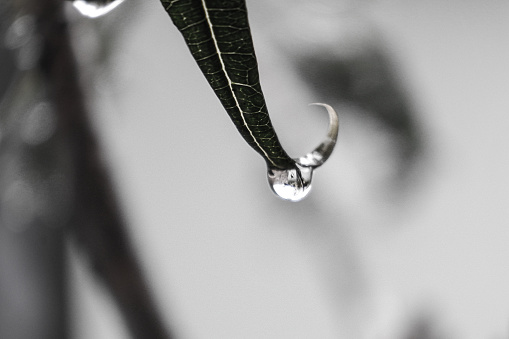 water droplets at the tip of the leaf, water dripping at the tip of the leaf