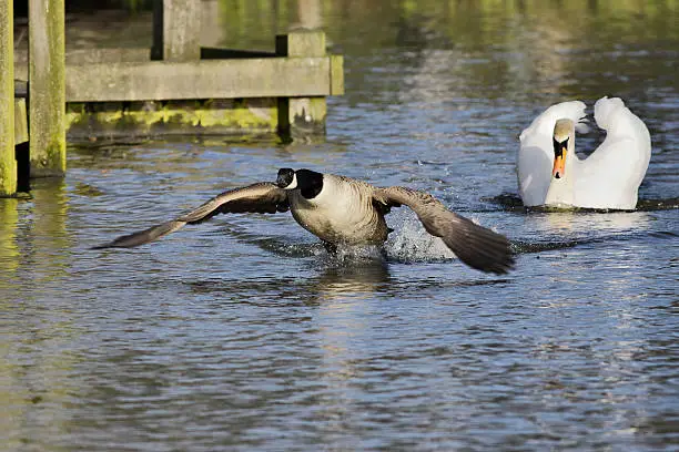 Photo of Flying swan in goose chase