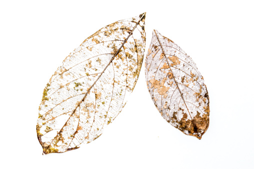 decayed Leaf Skeleton on a white background