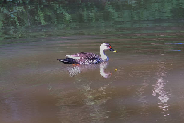 istock Indian spot billed duck 1881207379