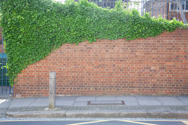 istock red brick wall and ivy 1881212070