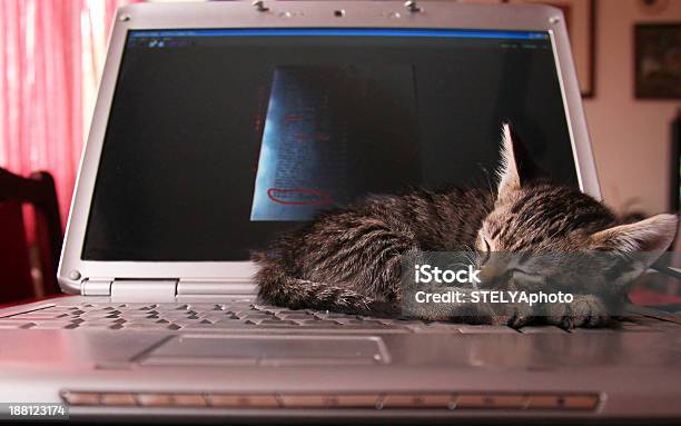 Cat Computer Sleep Cat Peacefully Sleeping On Computer Stock Photo - Download Image Now ...