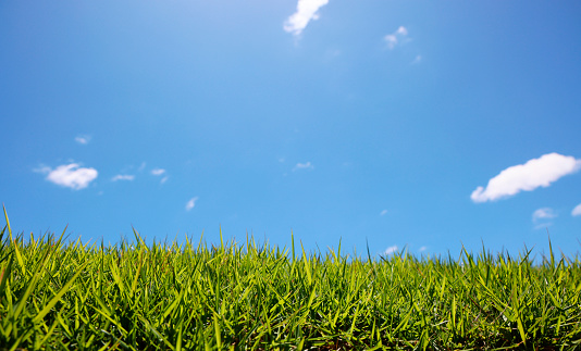 Green grass with blue sky and white clouds.