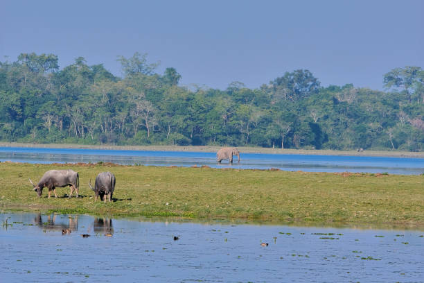 istock Biodiversity of Kaziranga 1881237000