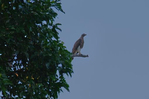 Grey headed fish eagle in various forms