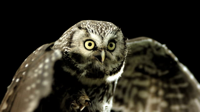 HD Super Slow-Mo: Little Owl Spreading Wings
