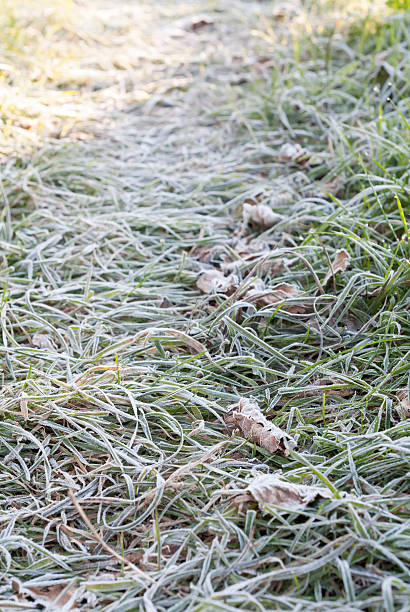 Frost Covered Garden Path. stock photo