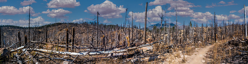 In July of 2019 the Museum Fire of Northern Arizona burned 1,961 acres of Ponderosa pine and mixed conifer forest.  This was caused by a forest-thinning project which was originally undertaken to help prevent devastating wildfires. The fire was started from a piece of heavy equipment striking a rock and sparking the blaze.  Nearby neighborhoods were forced to evacuate.  According to the National Forest Service, the fire cost $9 million before it was brought under control.  This section of burned trees was photographed from the Brookbank Trail in the Coconino National Forest near Flagstaff, Arizona, USA.