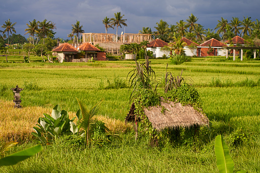 An old rickety straw hut of field workers stands in a rice paddy on the island of Bali.Panorama of the amazing landscape of Asian rice terraces