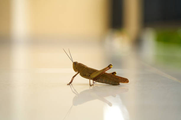 High quality macro of a grasshopper perched on a tropical green leaf . Perfect for wildlife documentaries, insect behavior studies, environmental projects, agricultural themes, and biodiversity visuals.