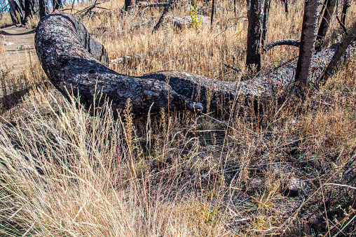 In July of 2019 the Museum Fire of Northern Arizona burned 1,961 acres of Ponderosa pine and mixed conifer forest.  This fire was caused by a forest-thinning project which was originally undertaken to help prevent devastating wildfires. The fire was started from a piece of heavy equipment striking a rock and sparking the blaze.  Nearby neighborhoods were forced to evacuate.  According to the National Forest Service, the fire cost $9 million before it was finally brought under control.  This Ponderosa Pine (Pinus ponderosa), thriving while growing horizontally along the ground, is an example of remarkable adaptation, likely influenced by environmental conditions or stress factors.  Unfortunately, the Museum Fire ultimately led to the demise of this Ponderosa Pine. The intense heat and flames from the fire would have posed a significant threat to the tree, and its ability to survive in a horizontal position on the ground likely made it more vulnerable to the fire's effects.  This unique tree was photographed from the Brookbank Trail in the Coconino National Forest near Flagstaff, Arizona, USA.