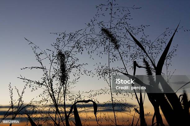 Dawn - Fotografias de stock e mais imagens de Amanhecer - Amanhecer, Ambiente vegetal, Anoitecer