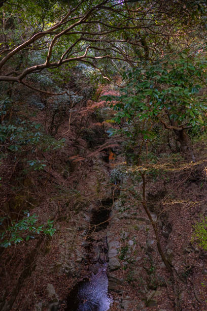 istock Autumn atmosphere in the forest 1881292636