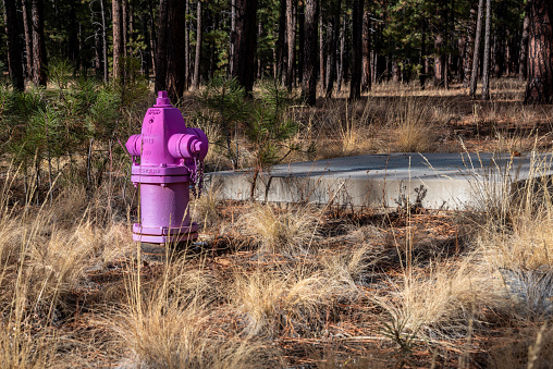 The Flagstaff Reclaimed Water Program is a longstanding initiative aimed at promoting sustainable water management practices in the arid region of Northern Arizona. This program focuses on the treatment and reuse of wastewater to provide a reliable and alternative water source for designated non-potable applications such as golf course irrigation and snowmaking at the local ski area.  By utilizing reclaimed water for non-potable needs, the program contributes to the conservation of potable water resources, promoting a sustainable approach to water management.  One distinctive aspect of the Flagstaff Reclaimed Water Program is the use of purple fire hydrants to signify the presence of reclaimed water. These uniquely colored hydrants serve as a visual indicator, helping to prevent any inadvertent cross-connections with the potable water supply.  This fire hydrant was photographed on Observatory Mesa near Flagstaff, Arizona, USA.