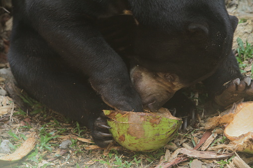 a sun bear is eating a coconut