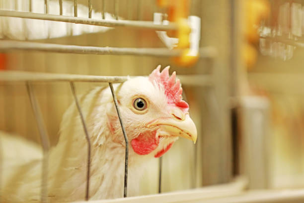 The broiler is in the farm.