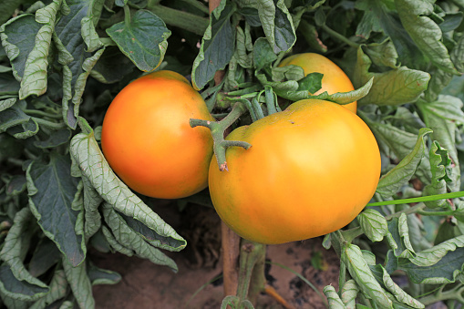 Tomatoes grow on plants in a farms
