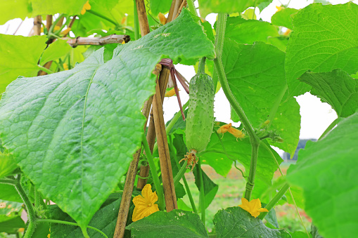 Cucumber is on a plant in a vegetable garden