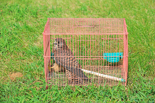 Young Falcon in a cage, Luannan County, Hebei Province, China