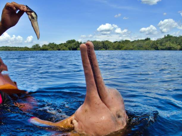 Feeding of river dolphin