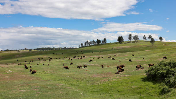 bisões selvagens pastando na pradaria no parque nacional wind cave, hot springs, dakota do sul - grass area field hill prairie - fotografias e filmes do acervo
