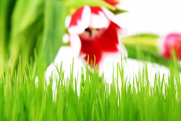 Big grass an tulips isolated on white background
