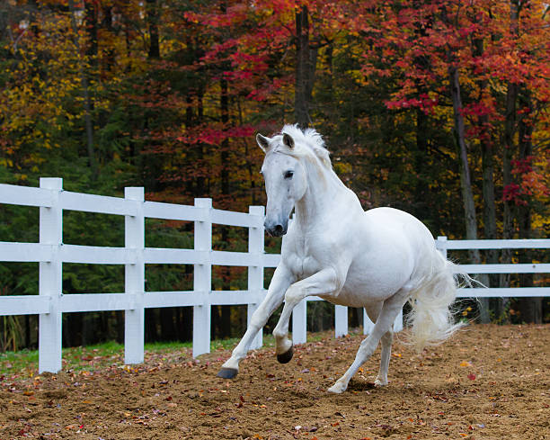 White stallion Galloping Gray Spanish stallion galloping on a beautiful colorful Fall day white horse running stock pictures, royalty-free photos & images