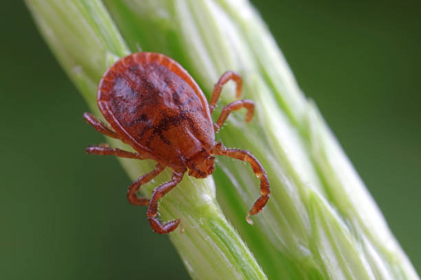 istock Ticks live on wild plants in the North China Plain 1881377964