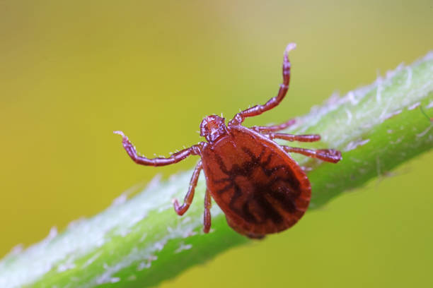 istock Ticks live on wild plants in the North China Plain 1881377992