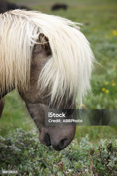 Islanda Vatnsnes Penisola Cavallo Islandese - Fotografie stock e altre immagini di Ambientazione esterna - Ambientazione esterna, Ambientazione tranquilla, Animale